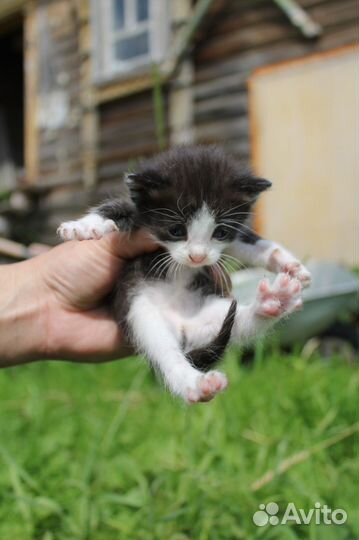 Кот 2 (07.06.2023 г.), чёрно-белый (симметричный)