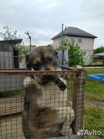 Мальчик ищет даму сердца