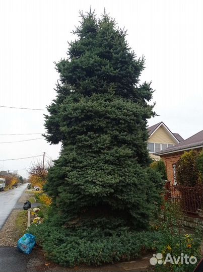 Ель голубая