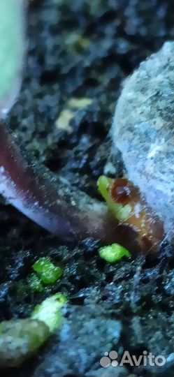 Фикус эластика