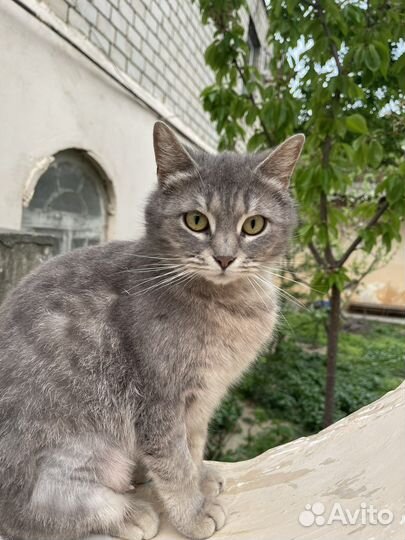 Кошки бесплатно