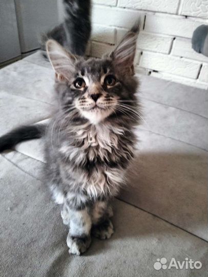 Котята мейн-кун