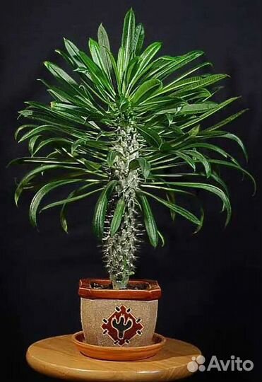 Пахиподиум ламера