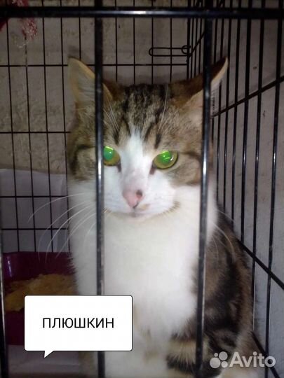 Плюш (Плюшкин)