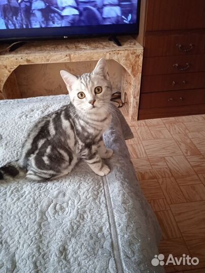 Кот на вязку