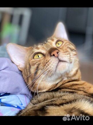 Бенгальский кот