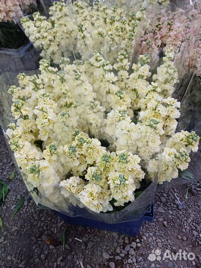 Букеты по 500р