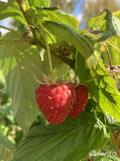 Ремонтантная малина Бронь на весну