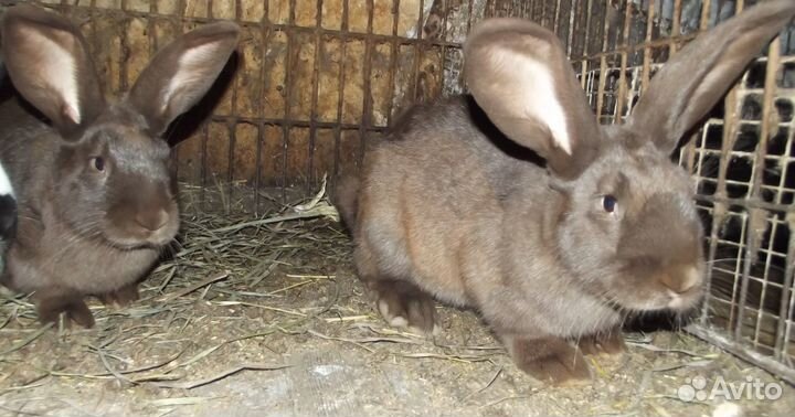 Молодые самцы строкачи