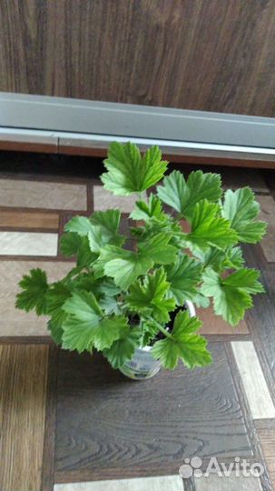 Пеларгония герань