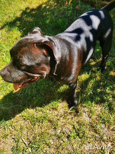 Вязка кобеля стаффордширский бультерьер