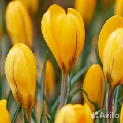 Крокус Еллоу (10 луковиц) Holland Bulbs (Голланди