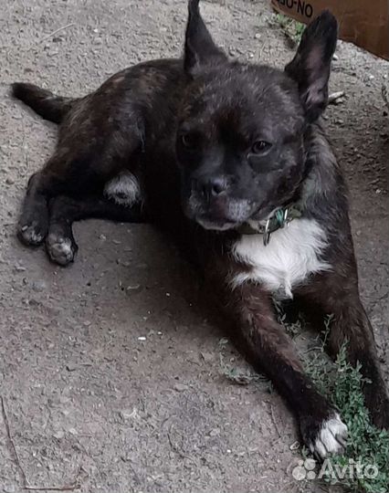 Собаки бесплатно