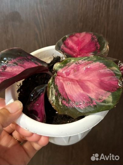 Калатеи, сансевиерия лауренти, ктенанта