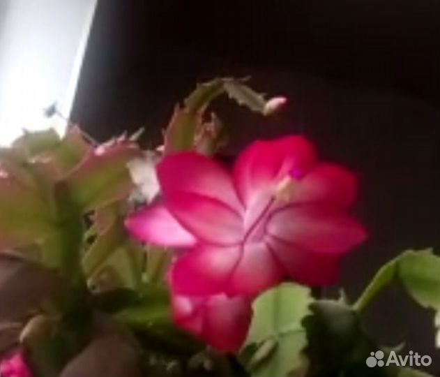 Декабрист цвет фуксия и персиковый