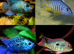 Рыбки аквариумные Цихлиды 70 видов