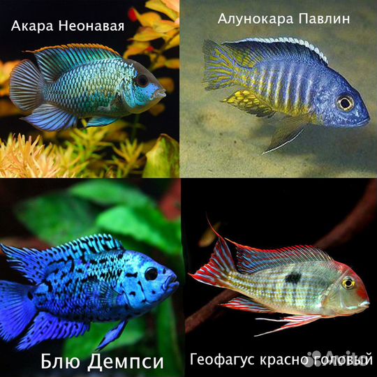 Рыбки аквариумные Цихлиды 70 видов