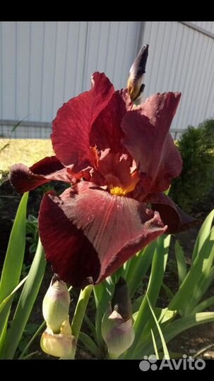 Излишки сортовых ирисов