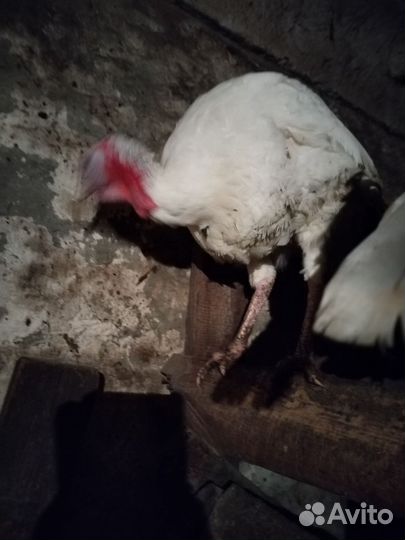 Индюки индюшата