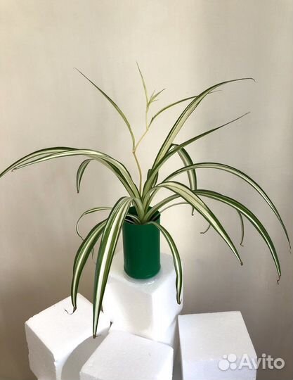 Хлорофитум