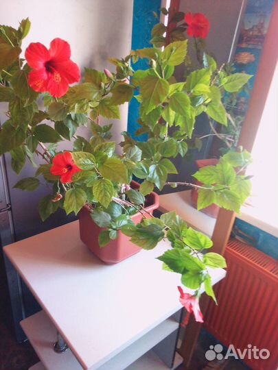 Гибискус китайская роза