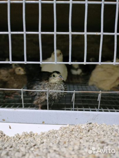 Яйца перепелиные