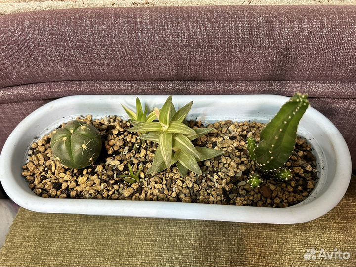 Суккуленты и кактусы коллекционные