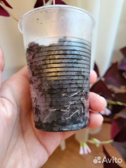 Оксалис кислица