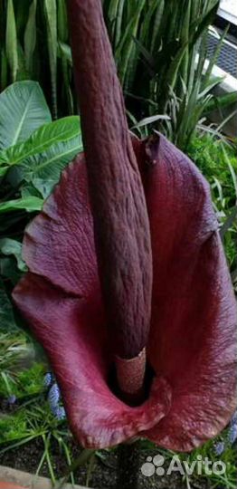 Аморфофаллус