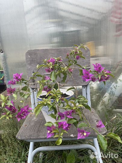 Бугенвиллея