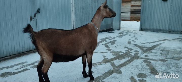 Альпийские козлята