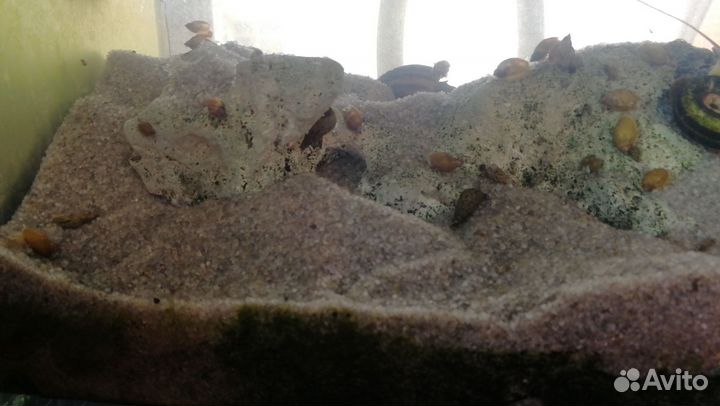 Улитки Покемоны