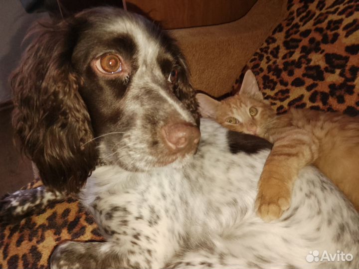 Требуется жених русскому спаниелю