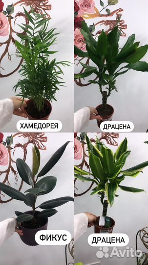 Комнатные растения