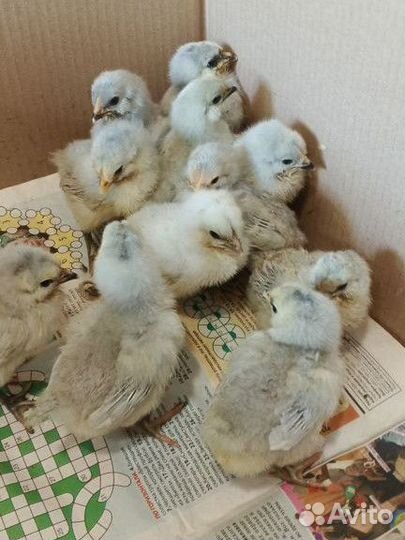 Цыплята амераукана лаванда
