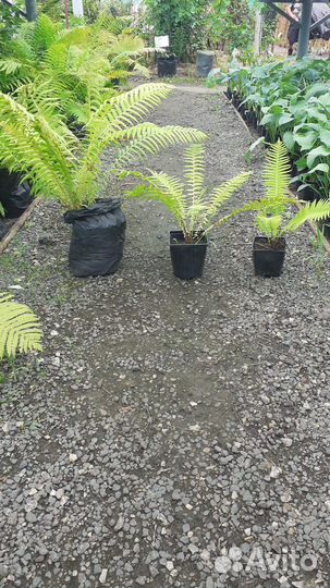 Папоротник страусник