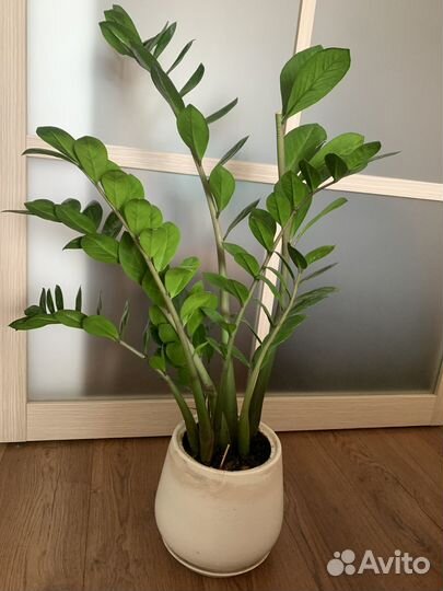 Комнатные растения цветы большие псков