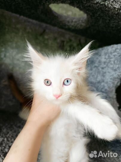 Мейн-кун котяма