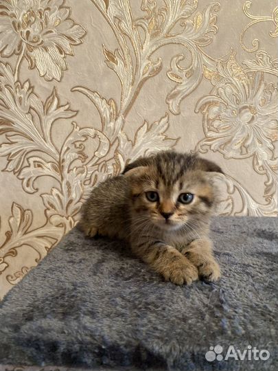Британские котята