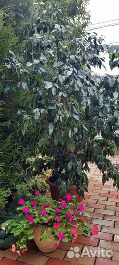 Фикус бенджамина