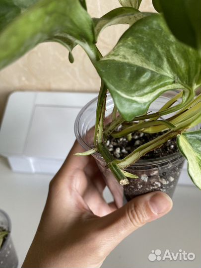 Эпипремнум marble apple, золотистый