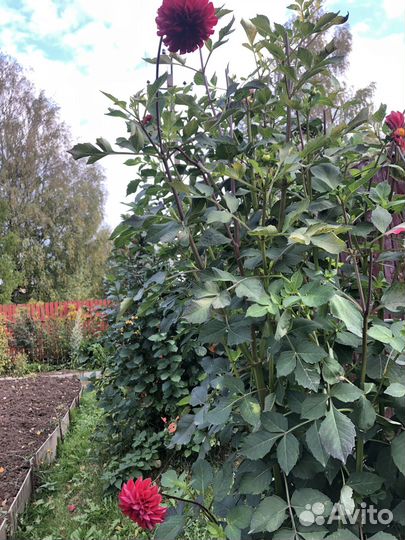 Клубни георгин