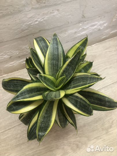 Сансивиерия