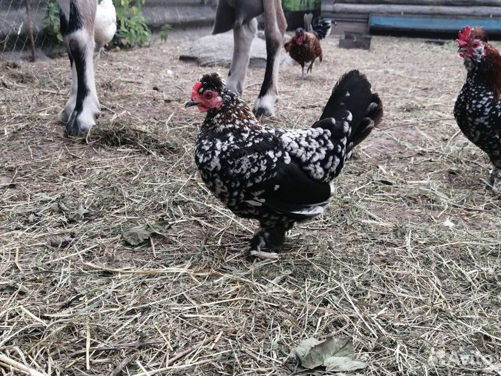 Куры карликовые бентамки