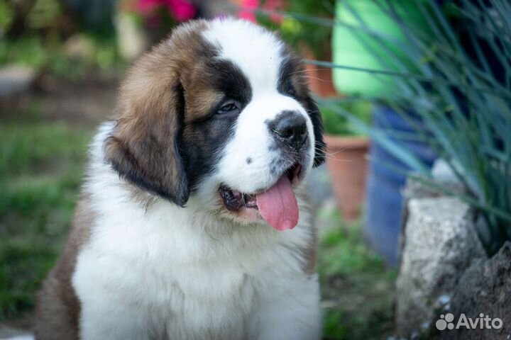 Сенбернары