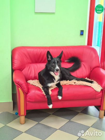 Собака в добрые руки