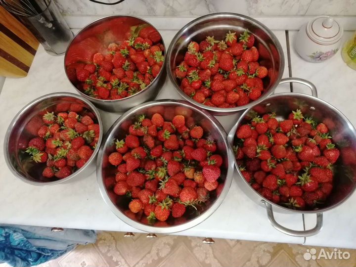 Рассада клубники