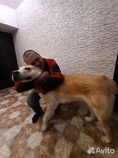 Среднеазиатская овчарка алабай