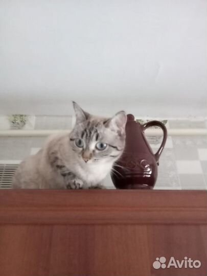 Кошечка