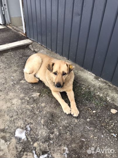 Собака в добрые руки